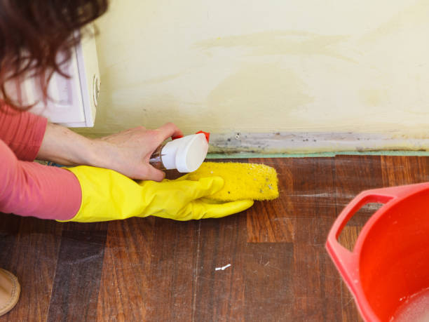 Best Attic Mold Removal  in Hitchcock, TX